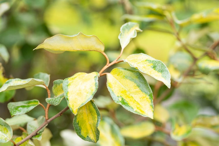 Elaeagnus ebbingei 'Limelight', silberbunt, 40–60 cm