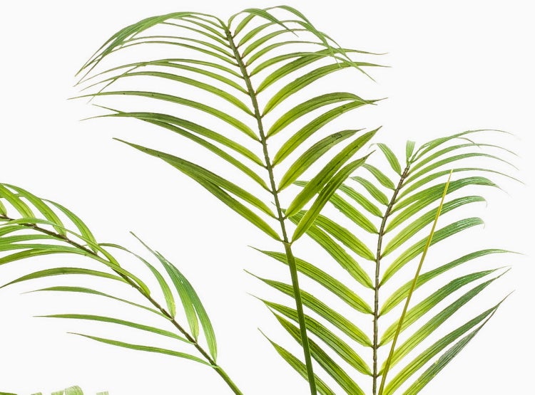 Grüne Palmwedel einer Zimmerpflanze im Detail.