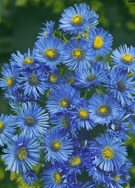 Aster novae-angliae 'Barr's Blue', Herbstaster, blau, ca. 11x11 cm Topf