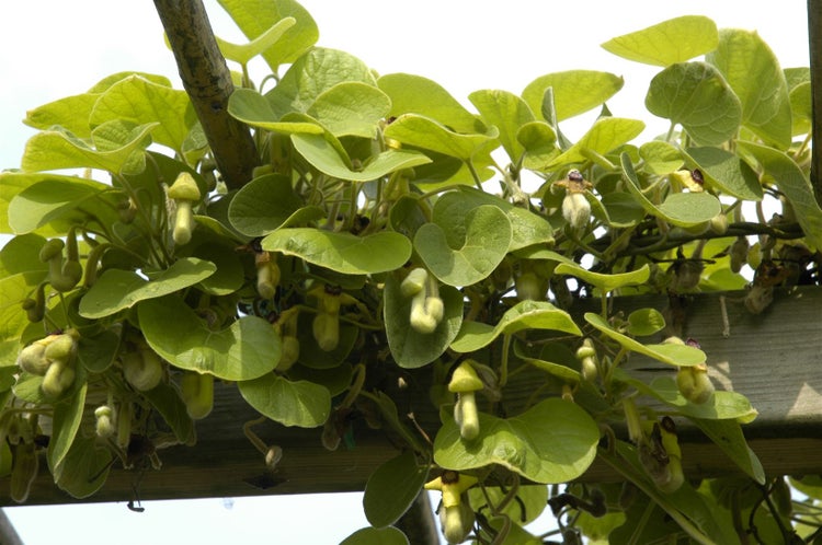 Aristolochia macrophylla, Pfeifenwinde, großblättrig, 150–200 cm