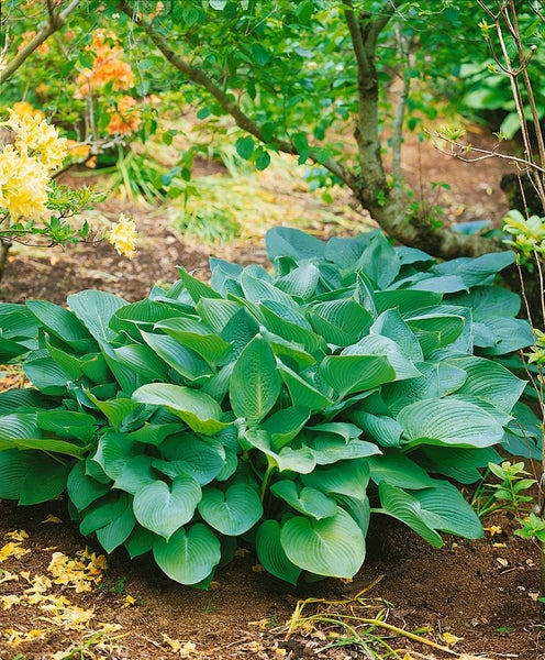 Hosta sieboldiana 'Big Daddy', Blaublatt-Funkie, ca. 11x11 cm Topf