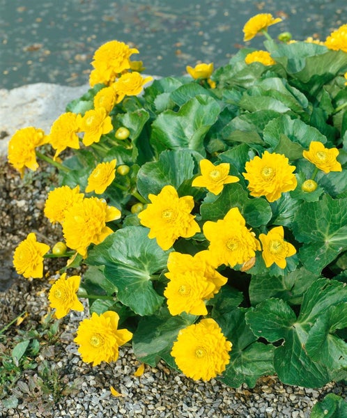 Caltha palustris 'Multiplex', Sumpfdotterblume, gefüllt, ca. 9x9 cm Topf