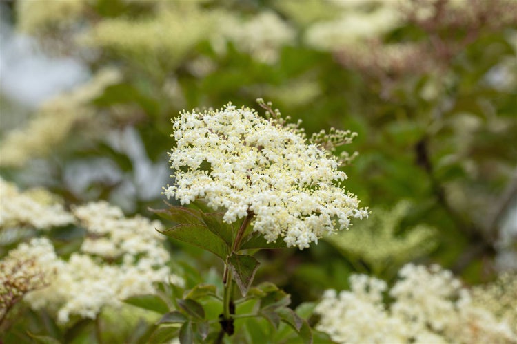 Sambucus nigra 'Haschberg', Schwarzer Holunder, 60–100 cm, ertragreich