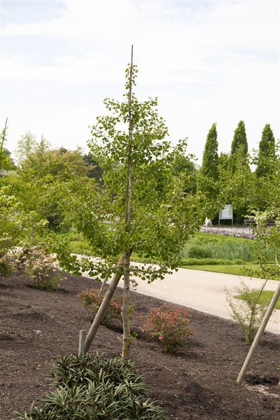 Ginkgobaum mit Stützpfahl im Gartenbeet