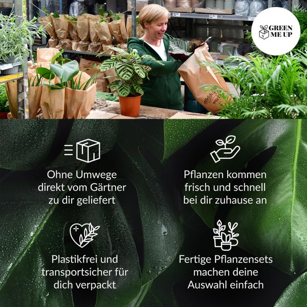 Grünlilie & Efeutute – Hängendes Zimmerpflanzen Starterpack – 2 Rankende Zimmerpflanzen – frisch aus der Gärtnerei – Höhe 15-25 cm – Töpfe 10,5-12 cm – Green Me Up