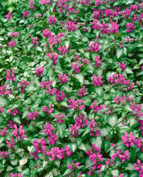 Lamium maculatum 'Beacon Silver', Silberblatt-Taubnessel, ca. 9x9 cm Topf