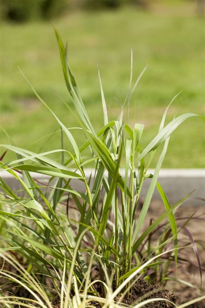 Panicum virgatum 'Hänse Herms', Rutenhirse, rot, 3-5 Liter Container