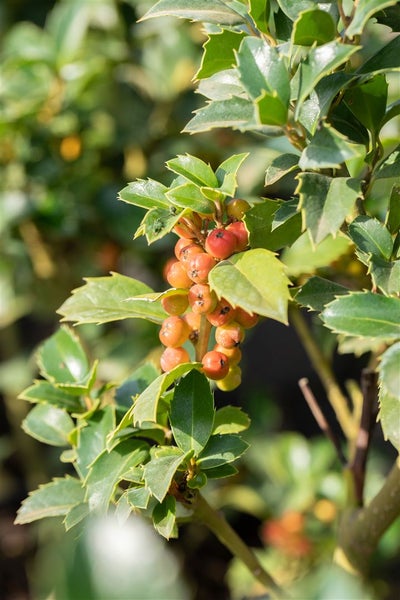 Ilex meserveae 'Heckenfee', Stechpalme, immergrün, 30–40 cm
