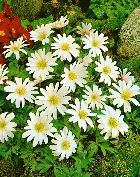 Gruppe von Buschwindröschen mit weißen Blüten