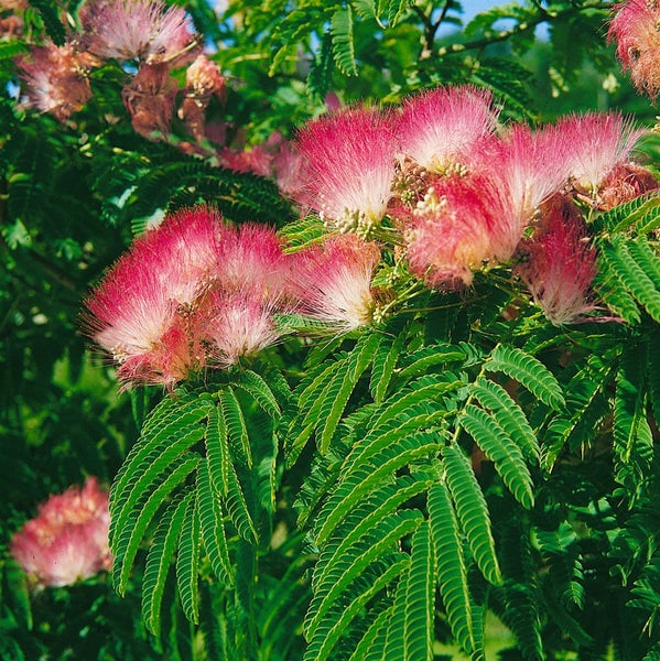 Albizia julibrissin 'Tropical Dream', Seidenbaum, 60–80 cm