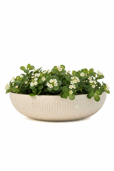 Künstliches Pflanzenarrangement in einer geriffelten Keramikschale mit kleinen weißen Blüten und grünen Blättern.