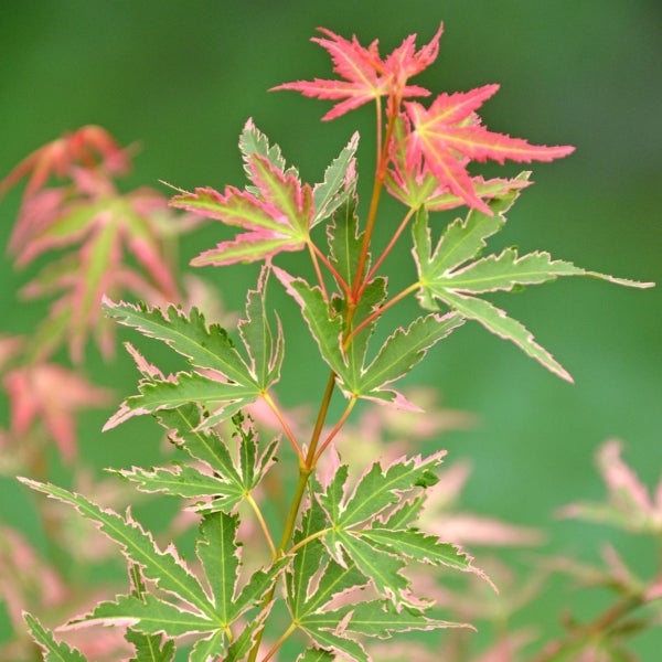 Japanischer Ahorn Acer palmatum mit grün-rosa panaschierten Blättern an einem Zweig.