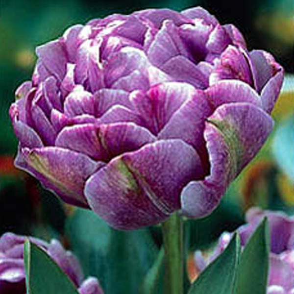 Nahaufnahme einer lila Tulpe