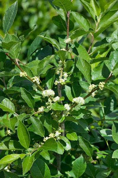 Ilex verticillata, Winterbeere, 60–80 cm, leuchtend rote Beeren