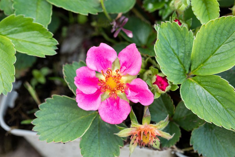 Nahaufnahme einer Erdbeerpflanze mit einer rosafarbenen Blüte und grünen Blättern.