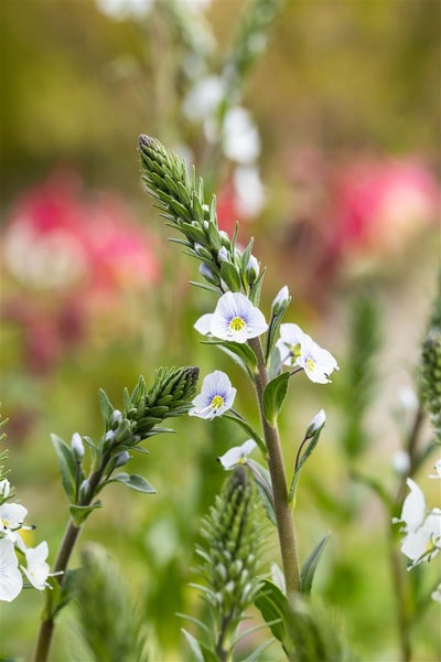 Veronica gentianoides, Ehrenpreis, hellblau, ca. 9x9 cm Topf