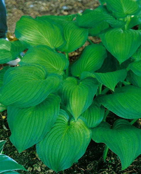 Hosta sieboldiana 'Midwest Magic', Funkie, grün-gelb, ca. 11x11 cm Topf