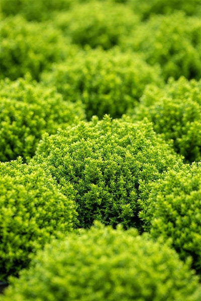 Hebe 'Green Globe', Strauchveronika, kompakt, 12–15 cm