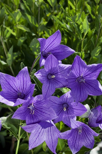 Platycodon grandiflorus 'Fuji Blue', Ballonblume, blau, ca. 9x9 cm Topf