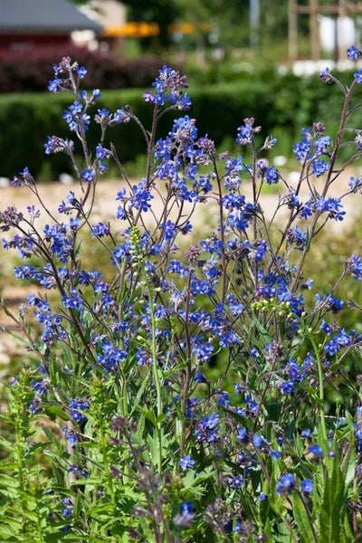 Anchusa azurea, Ochsenzunge, blau, ca. 11x11 cm Topf