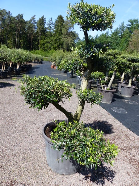 Olivenbaum 8 Pon Pon Bonsai Formgehölz Gartenbonsai Olea europaea Olive winterhart