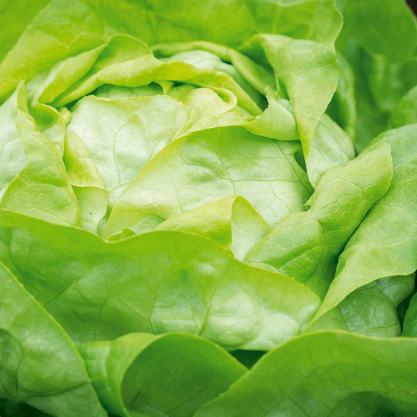 Nahaufnahme eines frischen Kopfsalats mit dichten Blättern.