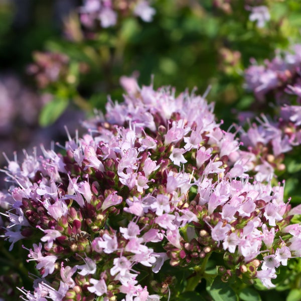Zwei quadratische Stuhlkissen zur Verwendung im Innen- und Aussenbereich
