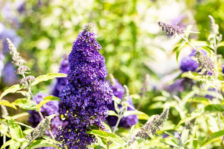 Blühende Schmetterlingsflieder Pflanze im Garten
