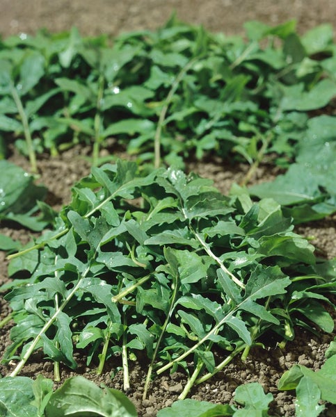 Anbau von Garten-Rucola im Beet