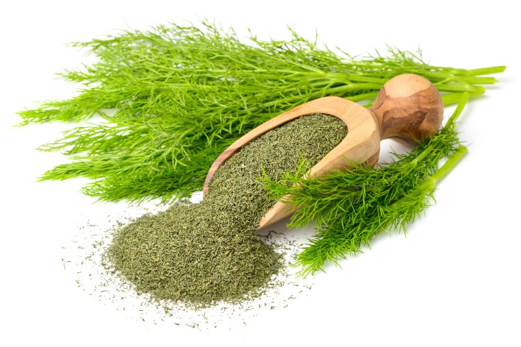 SAFLAX Garden to go - BIO - Dill - Anethum graveolens - 700 Samen - Mit Topf, Klima - Deckel und Anzuchtsubstrat