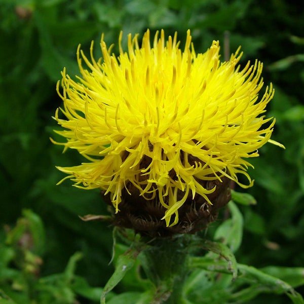 Gelbe Flockenblume im Nahbereich