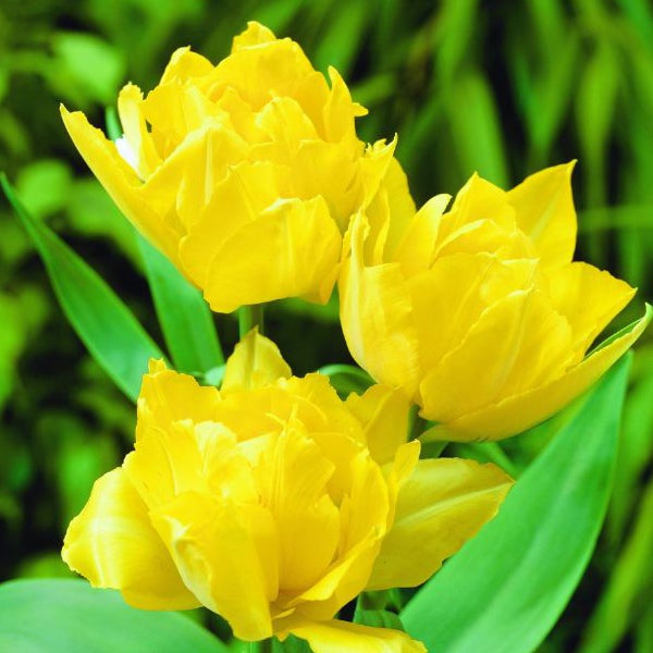 Gelbe gefüllte Tulpen mit grünen Blättern