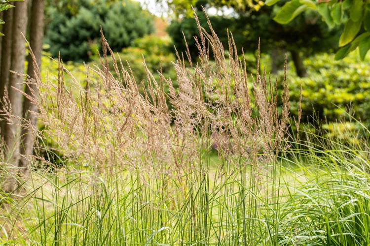 Sorghastrum nutans, Indianergras, ca. 9x9 cm Topf, zierlich