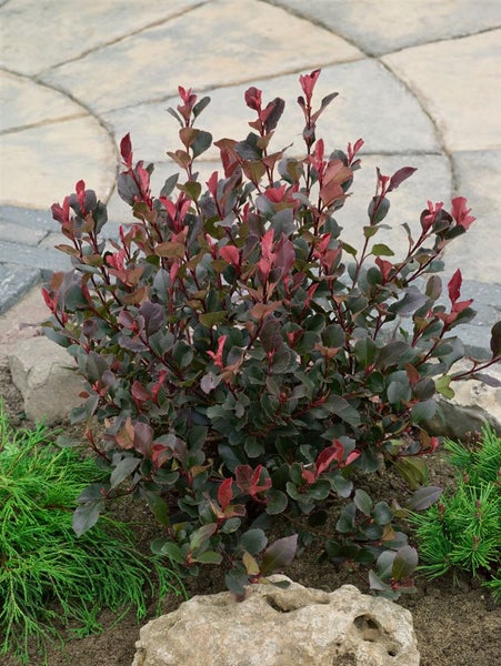 Photinia fraseri 'Little Red Robin', Glanzmispel, rot, 20–30 cm