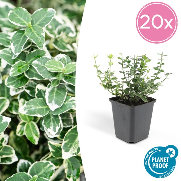 Bodendecker - Kriechspindel - Euonymus fortunei 'Emerald Gaiety' - 9cm Topf - Set mit 20 Pflanzen