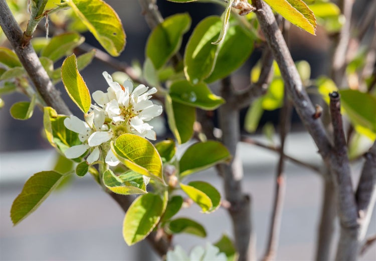 Amelanchier alnifolia 'Northline', Felsenbirne, 40–60 cm, essbare Früchte