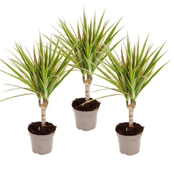 zweifarbiger Drachenbaum - Dracaena marginata Bicolor - Set mit 3 Pflanzen