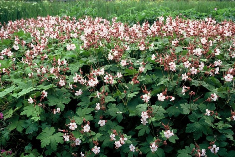 Bodendecker - Felsen-Storchschnabel - Geranium macrorrhizum 'Spessart' - 9cm Topf - Set mit 40 Pflanzen