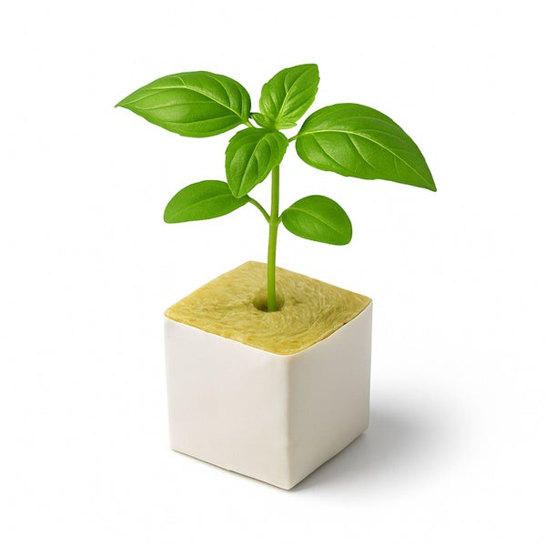 Basilikumsetzling in einem Anzuchtwürfel