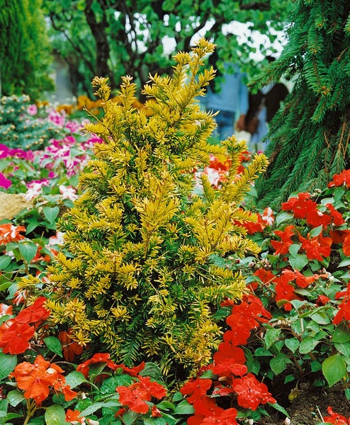 Taxus baccata 'Semperaurea', Gelbe Eibe, immergrün, 20–25 cm