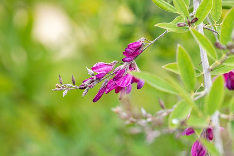 Lespedeza thunbergii, 60–100 cm, rosa Blüten, buschig