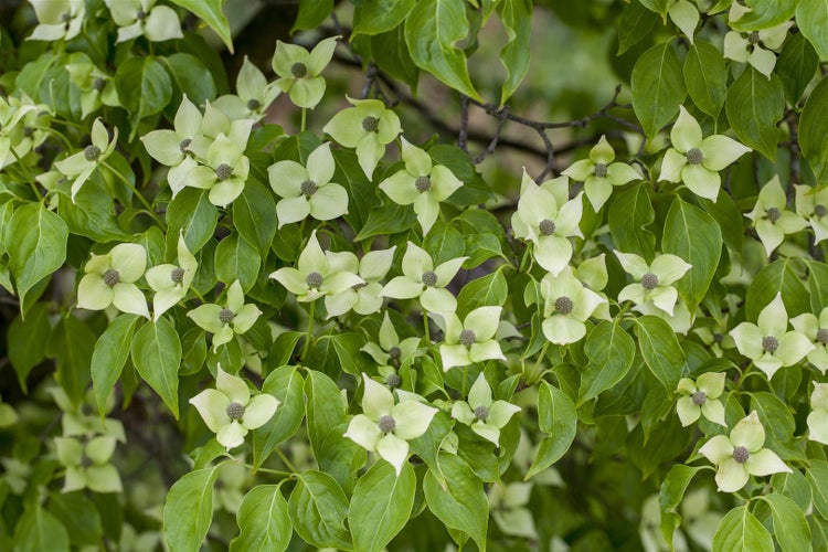 Cornus kousa chinensis 'China Girl', Chinesischer Blumen-Hartriegel, 40–60 cm