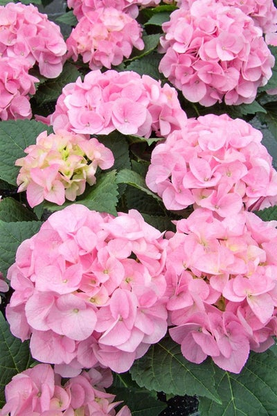 Bauernhortensie mit runden rosa Blütenköpfen und grünen Blättern.