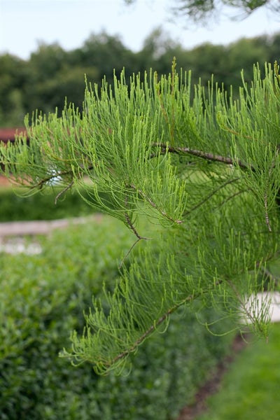 Taxodium distichum 'Nutans', Sumpfzypresse, 80–100 cm