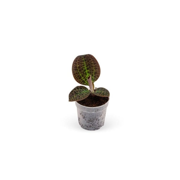 Eine Rolle Gummimatte auf einer Holzpalette.