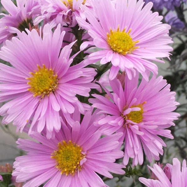 Nahaufnahme von lila Asterblüten