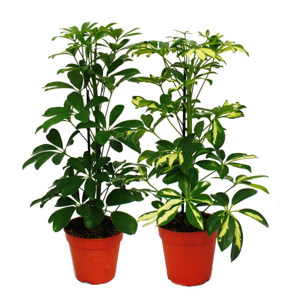 Zwei Schefflera Strahlenaralien in Kunststofftöpfen, eine grün und eine panaschiert.