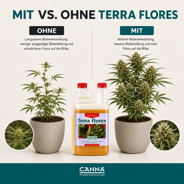 Vergleichsgrafik Canna Terra Flores Blumendünger mit Pflanzenergebnissen