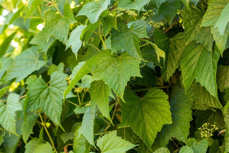 Nahaufnahme von Weinreben mit Blättern und Knospen