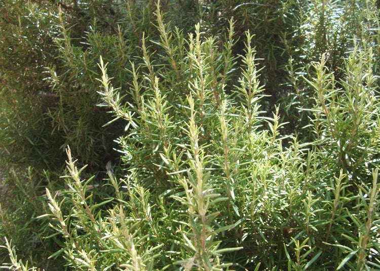 SAFLAX Garden to go - Echter Rosmarin - Rosmarinus officinalis - 100 Samen - Mit Topf, Klima - Deckel und Anzuchtsubstrat